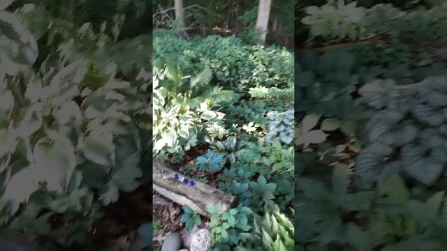 Hosta Garden Tour July 2nd 2021 смотреть онлайн