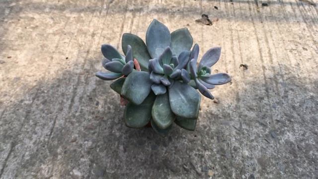 Graptophytum 'Supreme' 多肉植物圖鑑 東美人 смотреть онлайн