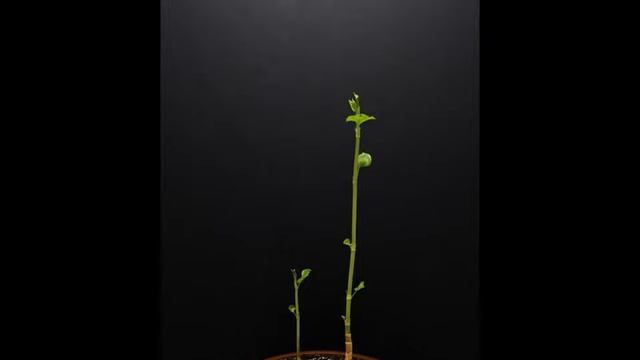 FALLOPIA JAPONICA GROWING