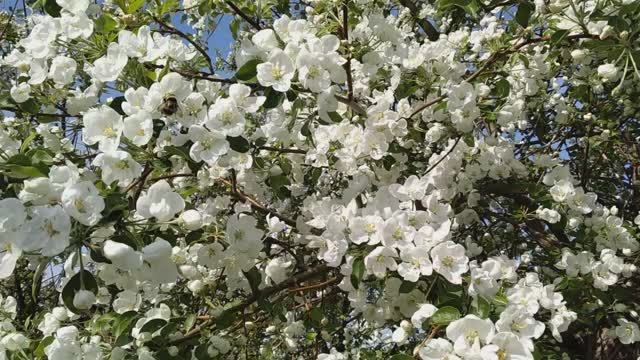 Звуки весеннего сада. Цветение яблонь и весенних цветов. смотреть онлайн
