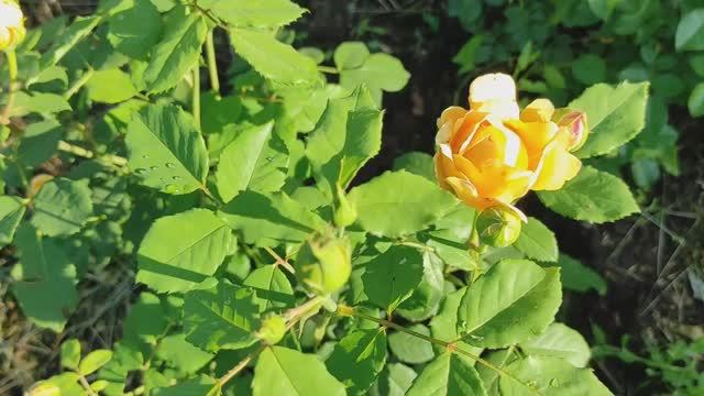 РОЗЫ. ПИТОМНИК БУТРИМОВЫХ. КАК РАЗВИВАЮТСЯ САЖЕНЦЫ в июне. #розы #питомник #бутримовы #сад #лето смотреть онлайн