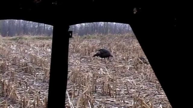 2012_WI_Turkey_Brandon смотреть онлайн