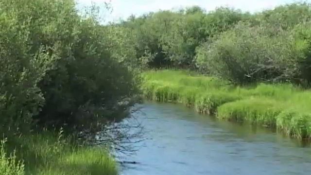 Willows: An Important Plant Species смотреть онлайн