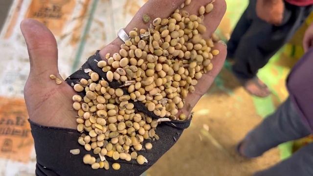 Soybean Rate Today Ujjain Mandi | Soybean Ka Bhav | Ujjain Mandi Bhav Today | 03 смотреть онлайн