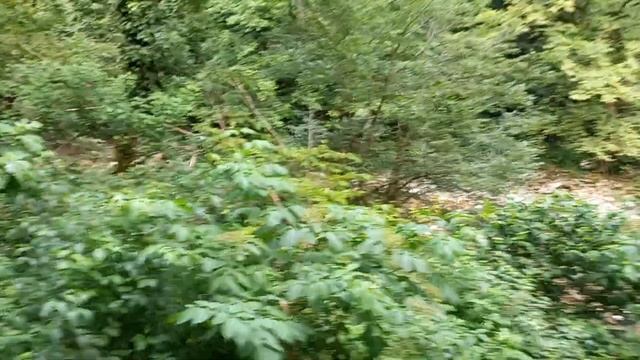 Тисо-самшитовая роща / Сочи / Хоста смотреть онлайн