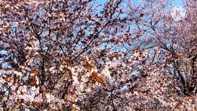 Лена Хеппи.Нам обещают стрим,кого будут проклинать в этот раз? Или ограничатся АСМР сюсю? смотреть онлайн