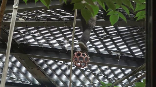 Gorilla◆Heat Stroke Prevention! Kintaro monopolizes ice cream. Gentaro is envious.【Momotaro family смотреть онлайн