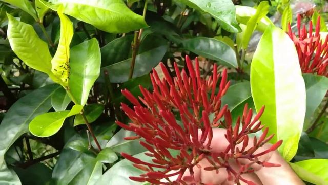 Fix tanaman ini bisa dikawinkan ❗ смотреть онлайн