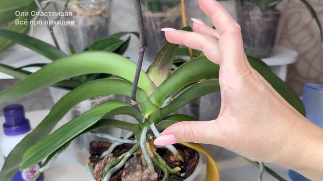 Сделайте это ПОСЛЕ ЦВЕТЕНИЯ орхидеи и Орхидея восстановится и снова зацветет смотреть онлайн