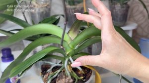 Сделайте это ПОСЛЕ ЦВЕТЕНИЯ орхидеи и Орхидея восстановится и снова зацветет