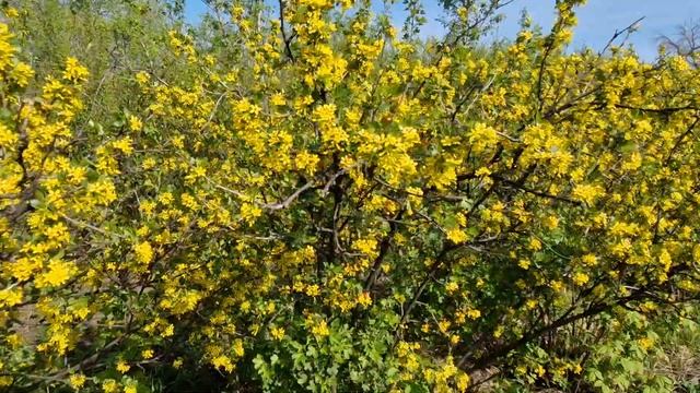 Смородина золотистая в период цветения, агротехника, достоинства культуры смотреть онлайн