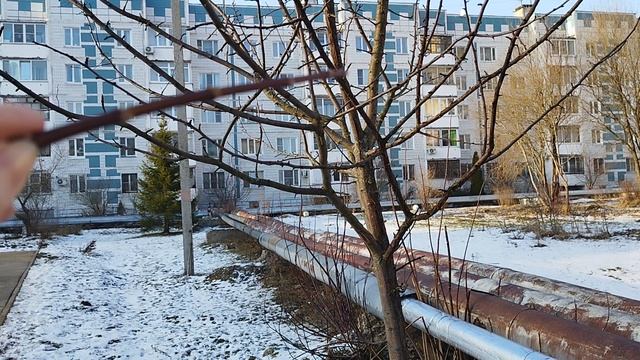 Как правильно обрезать ветки деревьев? смотреть онлайн