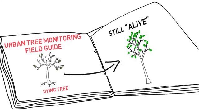 Urban Tree Monitoring Part Two: Mortality Status смотреть онлайн