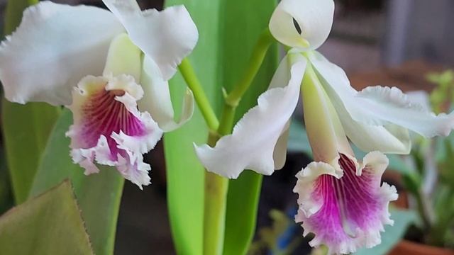 #2023년 8월 8일 #Cattleya rex #카틀레야렉스개화2일째#산에서내려온제왕 смотреть онлайн