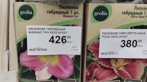 Лилейники, флоксы, ирисы, астильбы и хосты в Леруа Мерлен (Лемана Про)
 Февраль.2025 гоа