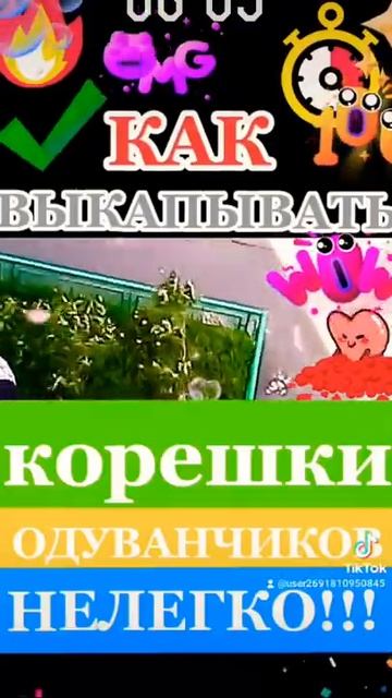 Как ВЫКАПЫВАТЬ корешки ОДУВАНЧИКОВ?! смотреть онлайн