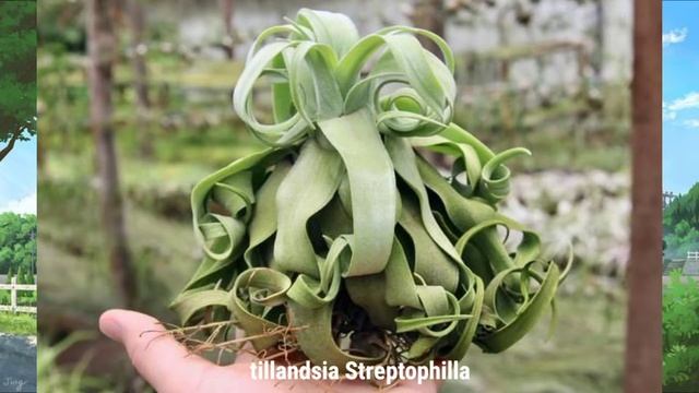Unik !!!! tanaman ini tidak butuh media tanam #airplants #rareplants #tanamangantung смотреть онлайн