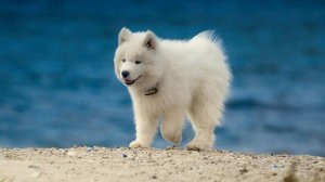 Морские приключения