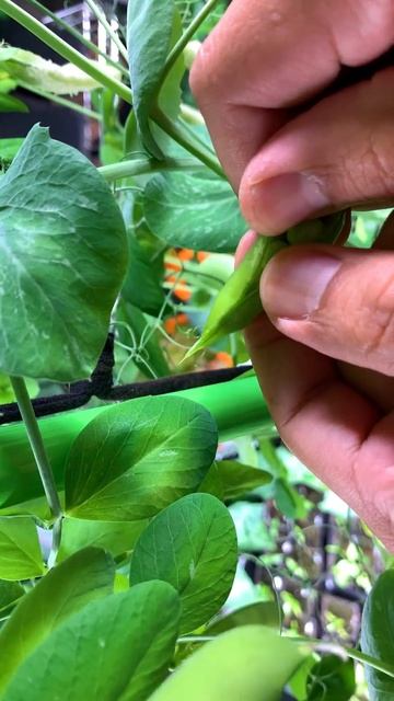 Yes it’s true, you can grow peas indoors смотреть онлайн