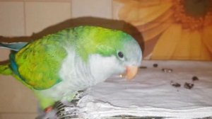 Попугай Квакер монах