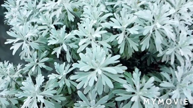 109.☘️🦋Silver Artemisia/Lavender : CareAnd Tips🔰 смотреть онлайн