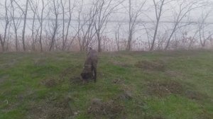 ПЁС  И ЕГО КОМАНДА  , 1 сезон 2 серия