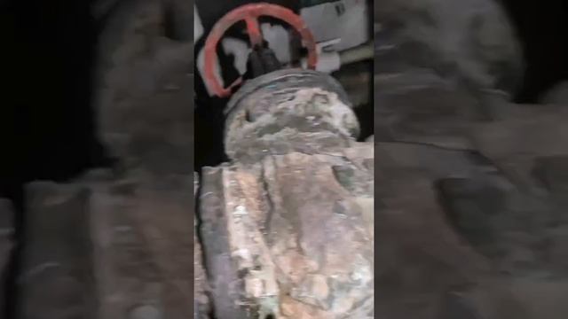 безопасная обработка от тараканов в Санкт-Петербурге и Лен. обл смотреть онлайн