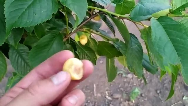 жовтоплідна вишня. смотреть онлайн