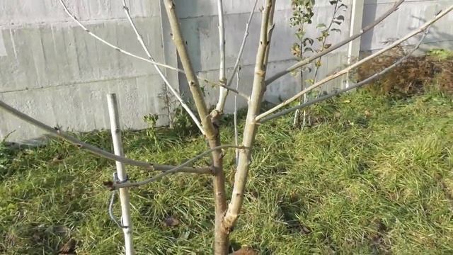 Результат весняної обрізки черешні восени - від та до. Мій досвід смотреть онлайн