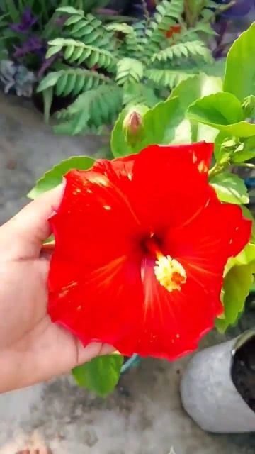 big hibiscus flower😍😍😍#flowerlover fl#gardening #trending #shortvideo смотреть онлайн