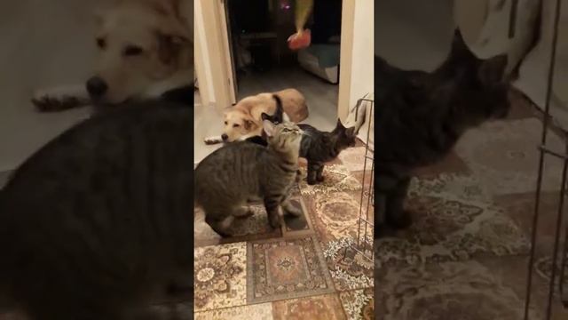 девочки играют) смотреть онлайн