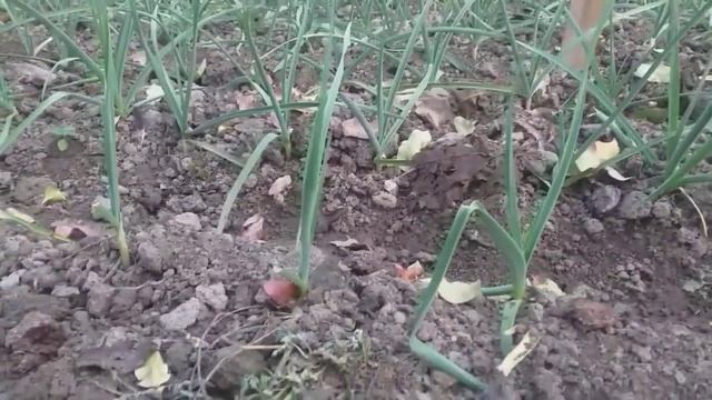 (ЧЕСНОК )САРИМСОК ПИЙОЗ ЕТИШТИРИШ 28-Oktyabr, 2020 смотреть онлайн