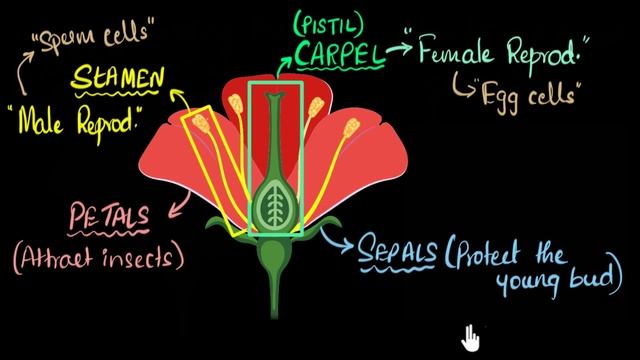 Flower: Sexual parts (unisexual & bisexual) | How do organisms reproduce | Biology | Khan Academy смотреть онлайн