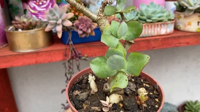 20 CRASSULAS IDENTIFICADAS/ SUCULENTAS E SUAS IDENTIFICAÇÕES смотреть онлайн