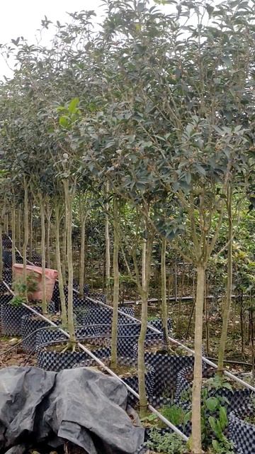 cây mộc hương ta thoát cao, thân to thẳng tắp. LH 0964634369 смотреть онлайн