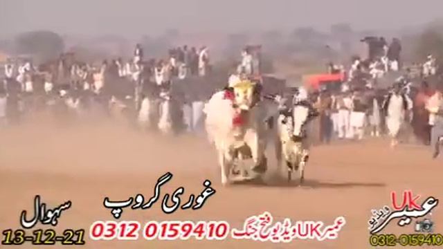 bull race in pakistan /shawal 13-12-2021/ смотреть онлайн