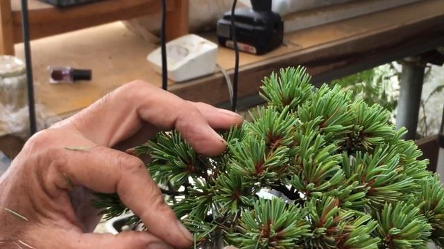 【古葉取り＆五葉松盆栽】猛暑で五葉松盆栽がとんでもないことに…・やじま園@tane.bonsai смотреть онлайн