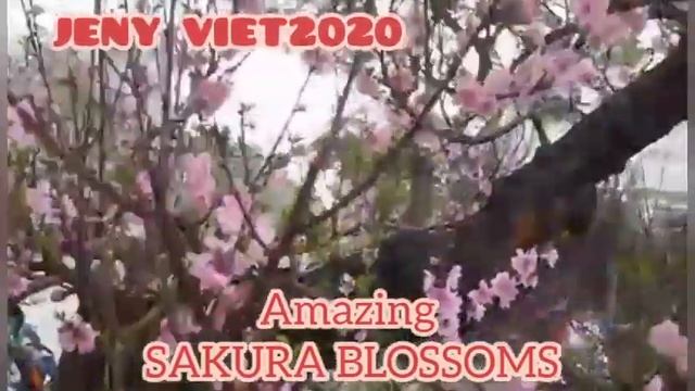 SAKURA BLOSSOM 2022 AMAZING! Hanoi,Vietnam [JENY VIET2020] смотреть онлайн