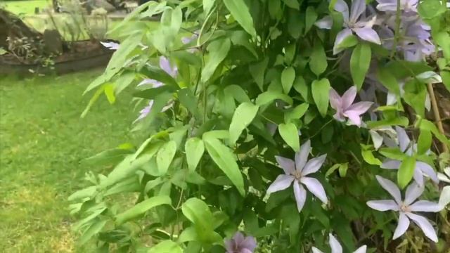 Nature et jardins: Miscanthus, topiaires et clématites смотреть онлайн