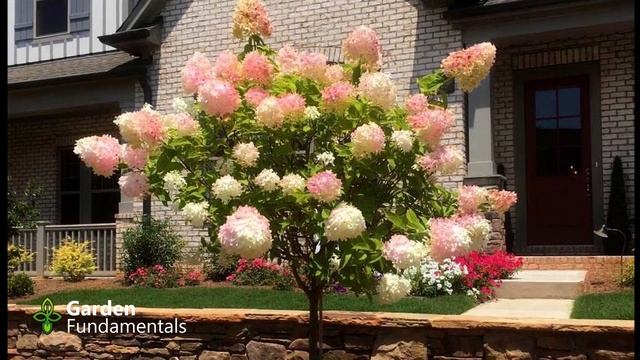Hydrangea Identification 🌄🌎🍄 Know Your Type, so You Grow it Right смотреть онлайн