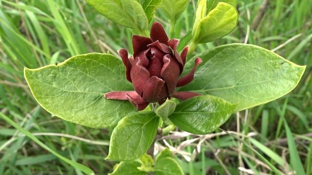 Calycanthus Floridus L. čes. Sazaník Květnatý