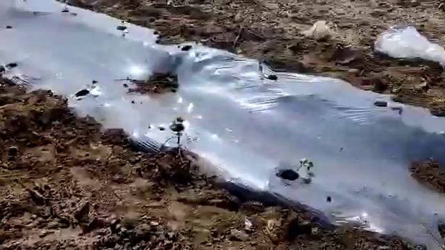 Қарбыз көшеттерді кең алқапқа биогумусқа егу басталып кетті 87767155572 87085775042 смотреть онлайн