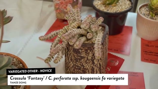 Crassula fantasy / C perforata ssp kougaensis fa variegata اشكال واسماء العصاريات: كرسول فانطازي смотреть онлайн