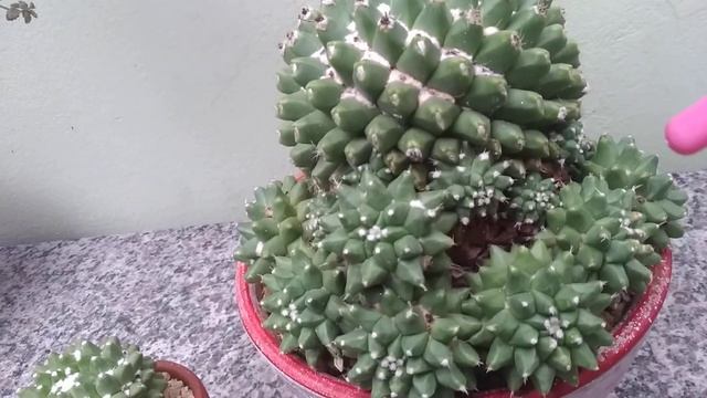 Série Mammillarias - Mammillaria Polythele 'Toluca' смотреть онлайн
