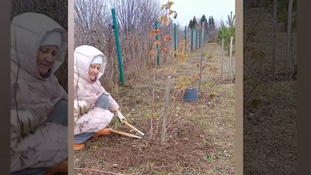 Обрезка малины😉 Это просто и быстро. смотреть онлайн