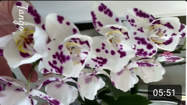 Детка фаленопсиса Tango на цветоносе, наращивание корней и их формирование для отделения. Часть 2