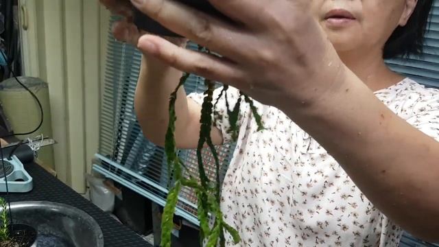 石松倒著種 /阿美美 смотреть онлайн