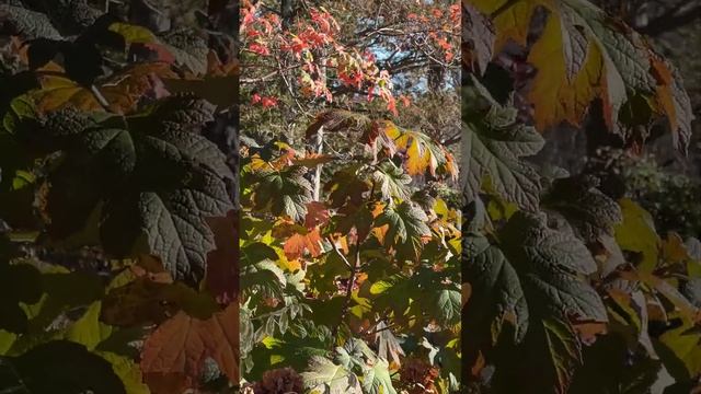 Осень в бот саду Tower Hill (NEBG) - Lawn Garden - 4 - November 4, '22 смотреть онлайн