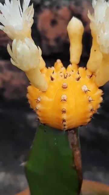 #short #mooncactus #cactus смотреть онлайн