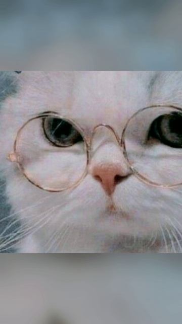 котики мур 😸 смотреть онлайн